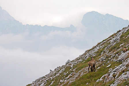 Goat standing on the Mountains in Nationalpark Gesaeuse Austria thumbnail