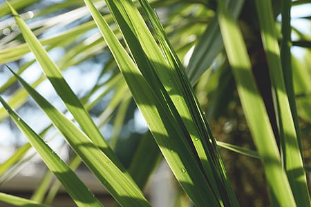 nature, plant, blur, leaves thumbnail