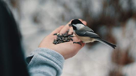 person feeding seeds to black and white bird thumbnail