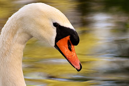 shallow focus photography of white and orange goose thumbnail