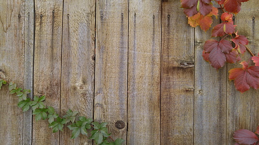 brown wooden wall and red leaf plant thumbnail