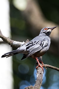 selective focus photography of grey bird perch on twig thumbnail