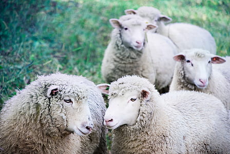 herd of gray sheeps thumbnail