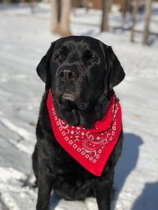 short-coated black dog with red paisley scarf thumbnail