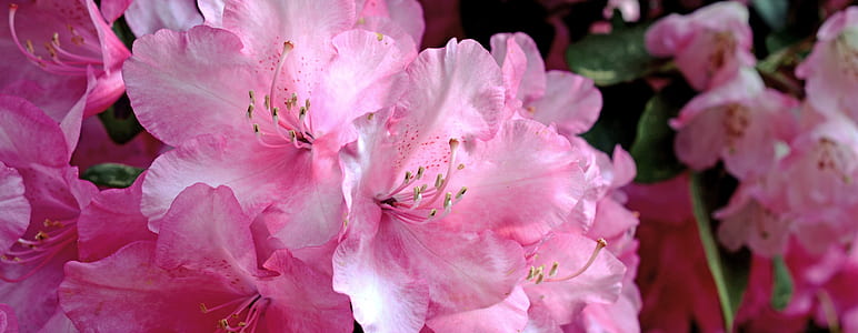 closeup photo of pink azalea flowers thumbnail
