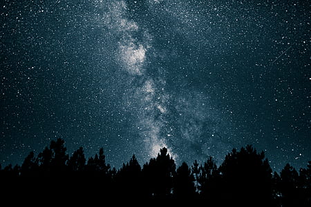 forest silhouette across starry sky during nighttime thumbnail