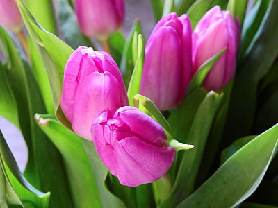 pink flowers thumbnail