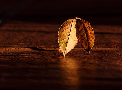 selective focus photo of two brown leaves thumbnail