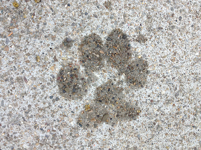 paw print on concrete surface thumbnail