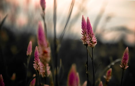 field, flowers, dark, summer thumbnail
