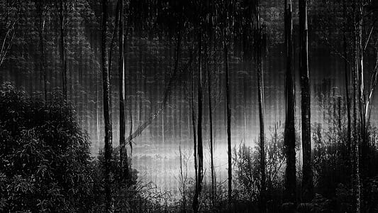 dark forest wallpaper thumbnail