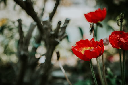 Focus Photo of Red Petaled Flowers thumbnail