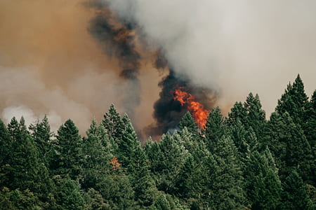forest fire thumbnail