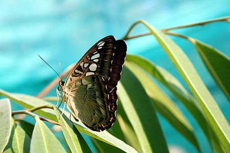 Green Brown Butterfly thumbnail