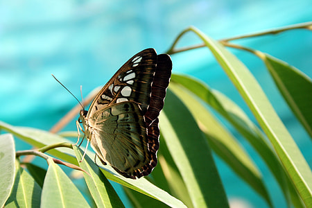 green and black butterfly perched on green leaf in closeup photography thumbnail