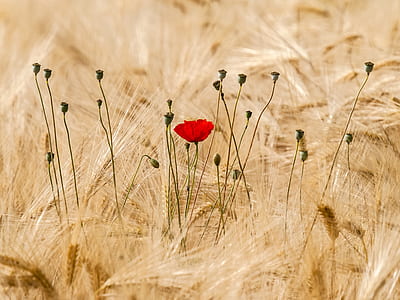 red poppy flower surrounded by dried grass thumbnail