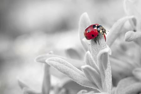 selective color photography of ladybird on flower thumbnail