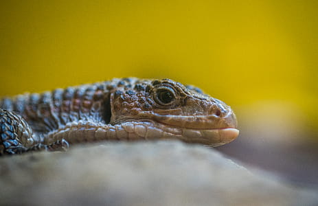 Gray Reptile Close-up Photography thumbnail