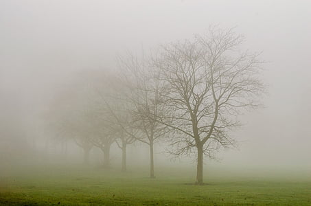 photograph of trees during foggy weather thumbnail
