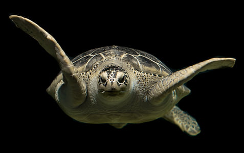 macro photography of sea turtle thumbnail