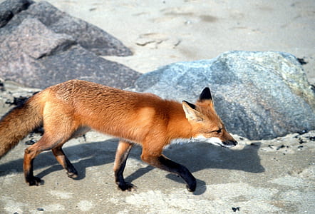 brown fox walking during daytime thumbnail