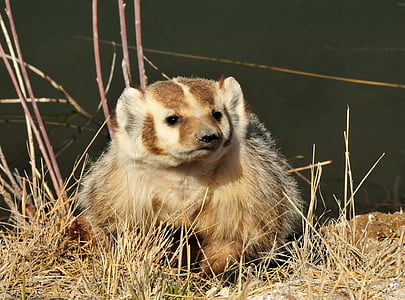 brown animal lying on grass thumbnail
