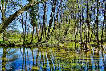 calm body of water surrounded by trees thumbnail