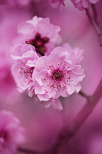 nature, flowers, petals, blur thumbnail
