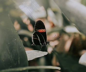 macro photo of common rose butterfly on green leaf plant thumbnail