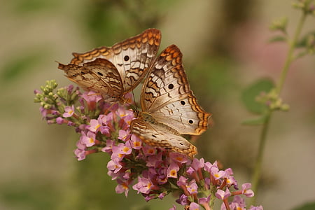 two brown-and-gray butterflies on pink flowers thumbnail