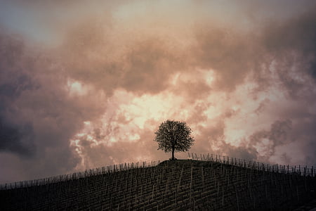 tree on top of hill thumbnail