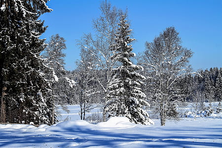 pine tree near road covered with snow thumbnail