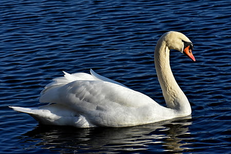 swan float on water thumbnail