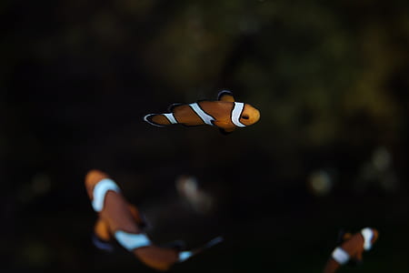 yellow and orange clownfishs thumbnail