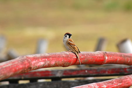 depth of field photography of sparrow bird perched on red bamboo stick thumbnail