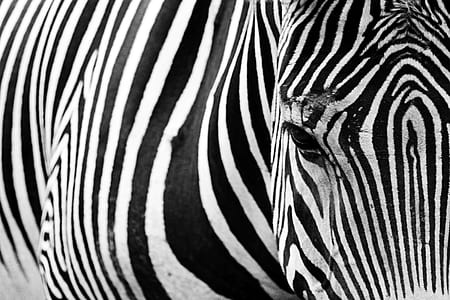 zebra in-close up photography thumbnail