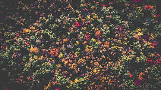 assorted-color flowers thumbnail