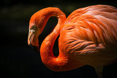 closeup photography of orange flamingo thumbnail