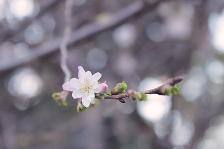 close-up photography of white petaled flower thumbnail