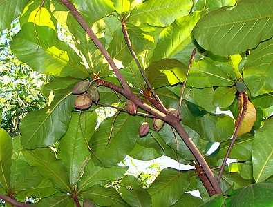 Indian Almond, Fruits thumbnail
