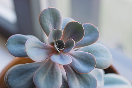 closeup photo of red and green succulent plant thumbnail