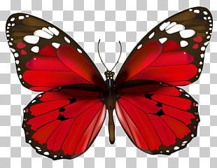 Butterfly Red , Red Butterfly , red and white butterfly illustration PNG clipart