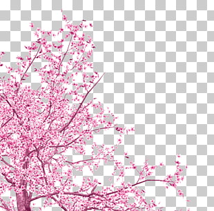 National Cherry Blossom Festival Tree, Pink flowers, pink cherry blossoms PNG clipart