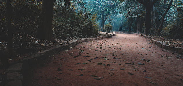 Empty Road in Forest thumbnail