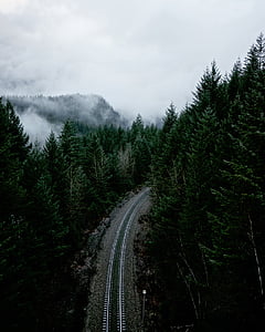railway surrounded by pine trees during daytime thumbnail