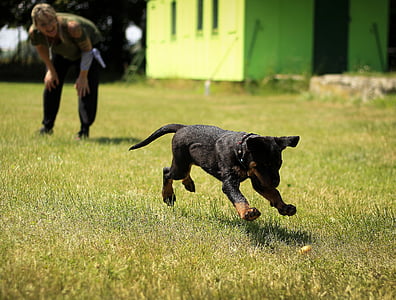 short-coated black and tan dog running at green graass thumbnail