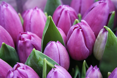 macro-photography of pink tulip buds thumbnail