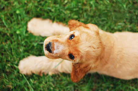 Cocker Spaniel English, Dog thumbnail