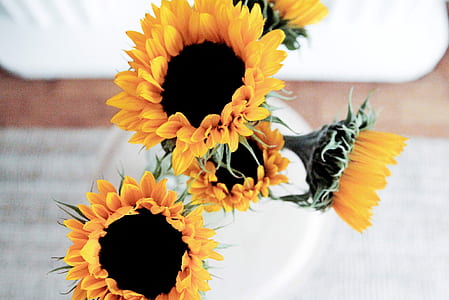 close-up of yellow sunflower near white mattress thumbnail