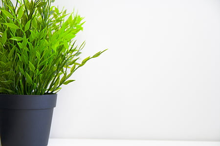 green leafed plant on vase in white background thumbnail